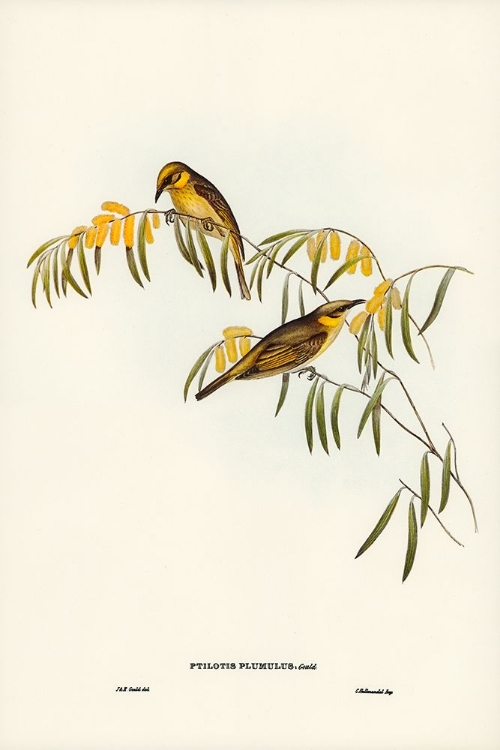 Picture of PLUMED HONEY-EATER-PTILOTIS PLUMULUS