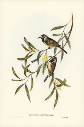 Picture of WHITE-FRONTED HONEY-EATER-GLYCIPHILA ALBIFRONS