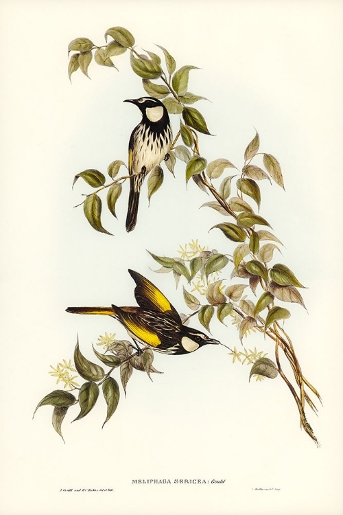 Picture of WHITE-CHEEKED HONEY-EATER-MELIPHAGA SERICEA