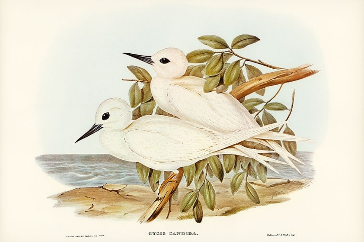 Picture of WHITE TERN-GYGIS CANDIDA