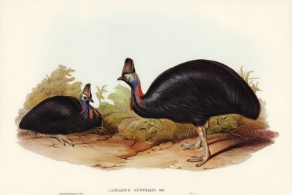 Picture of AUSTRALIAN CASSOWARY-CASUARIUS AUSTRALIS