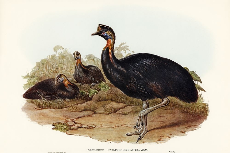 Picture of ONE-CARUNCULATED CASSOWARY-CASUARIUS UNIAPPENDICULATUS