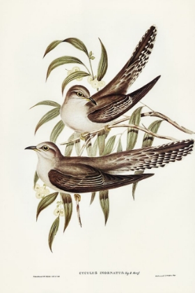 Picture of UNADORNED CUCKOO-CUCULUS INORNATUS