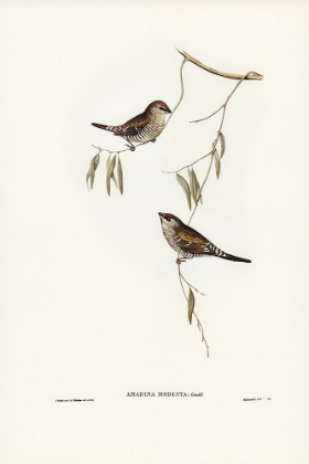 Picture of PLAIN-COLOURED FINCH-AMADINA MODESTA