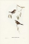 Picture of PLAIN-COLOURED FINCH-AMADINA MODESTA
