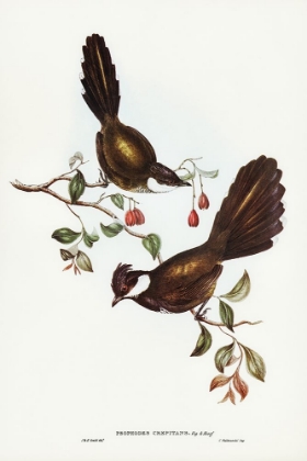 Picture of COACH-WHIP BIRD-PSOPHODES CREPITANS