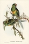 Picture of BLACK-TAILED PARAKEET-POLYTELIS MELANURA