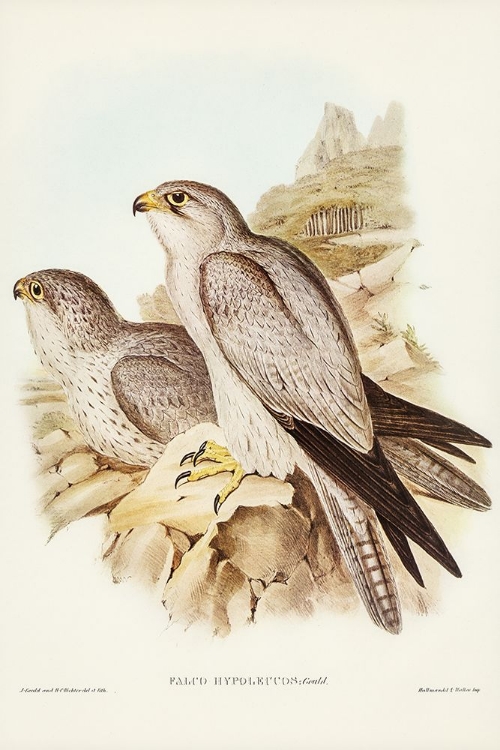 Picture of GRAY FALCON-FALCO HYPOLEUCUS