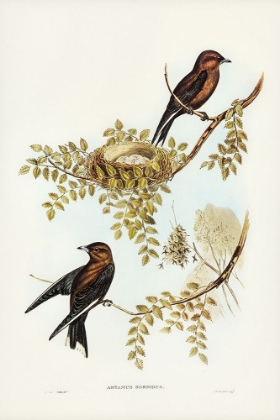 Picture of WOOD SWALLOW-ARTAMUS SORDID