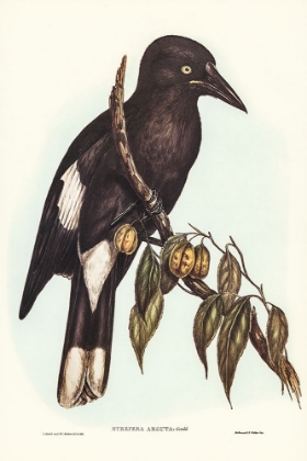 Picture of HILL CROW-SHRIKE-STREPERA ARGOT