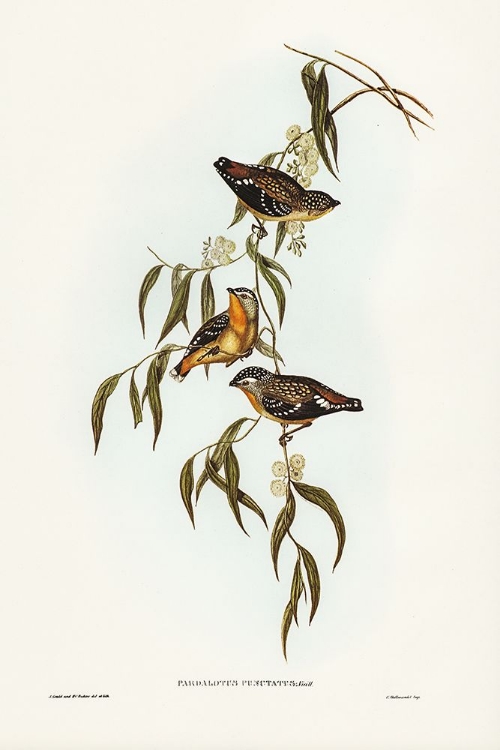 Picture of SPOTTED PARDALOTE-PARDALOTUS PUNCTATUS