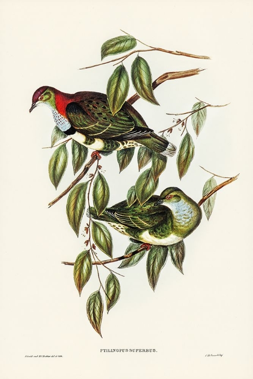 Picture of SUPERB FRUIT PIGEON-PTILINOPUS SUPERBUS