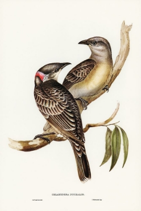 Picture of GREAT BOWER BIRD-CHLAMYDERA NUCHALIS
