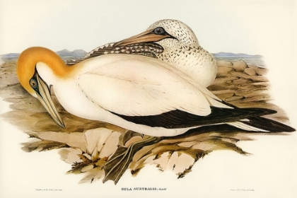 Picture of AUSTRALIAN GANNET-SULA AUSTRALIS