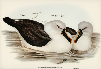 Picture of YELLOW-BILLED ALBATROS-DIOMEDEA CHLORORHYNCHOS