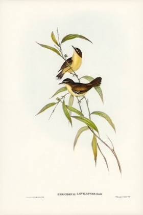 Picture of BUFF-BREASTED SCRUBWREN-SERICORNIS LAEVIGASTER