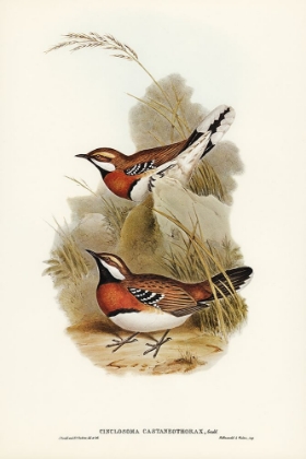 Picture of CHESTNUT-BREASTED GROUND-THRUSH-CINCLOSOMA CASTANEOTHORAX