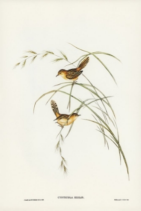 Picture of EXILE WARBLER-CYSTICOLA EXILIS
