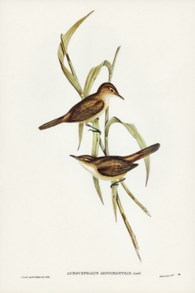 Picture of LONG-BILLED REED WARBLER-ACROCEPHALUS LONGIROSTRIS