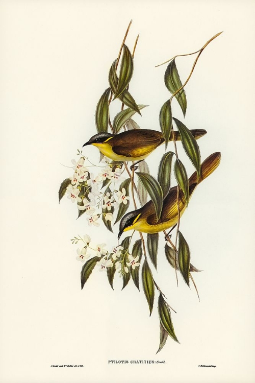 Picture of WATTLE-CHEEKED HONEY-EATER-PTILOTIS CRATITIUS