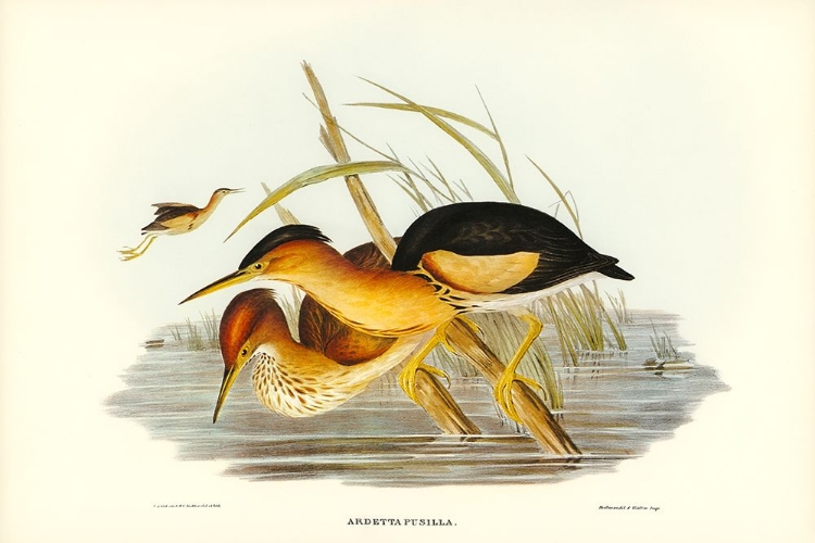 Picture of MINUTE BITTERN-ARDETTA PUSILLA