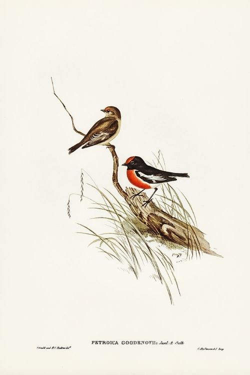 Picture of RED-CAPPED ROBIN-PETROICA GOODENOVII