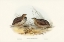 Picture of PECTORAL QUAIL-COTURNIX PECTORALIS