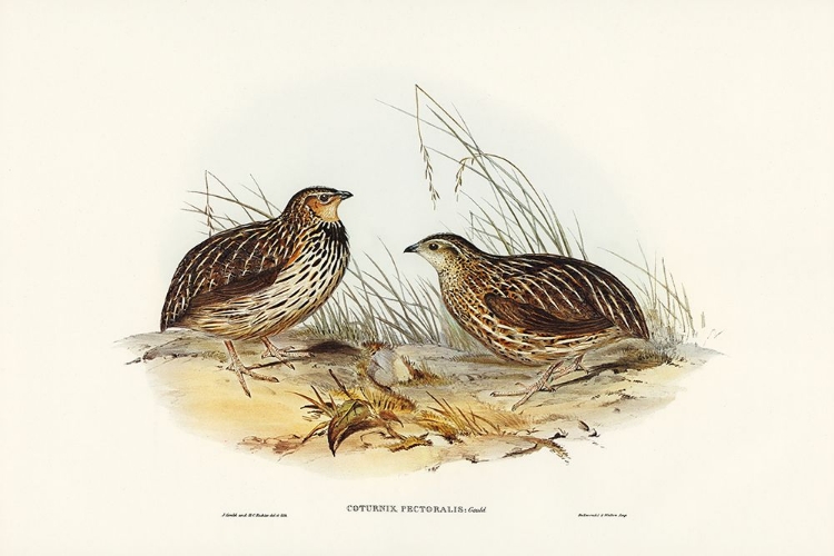 Picture of PECTORAL QUAIL-COTURNIX PECTORALIS