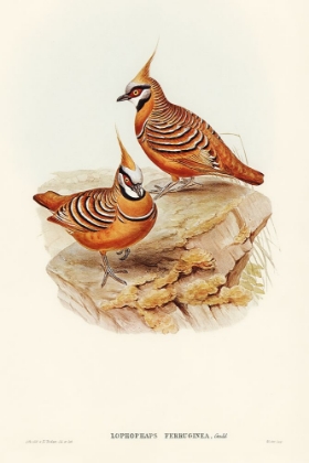 Picture of RUST-COLOURED BRONZEWING-LOPHOPHAPS FERRUGINEA