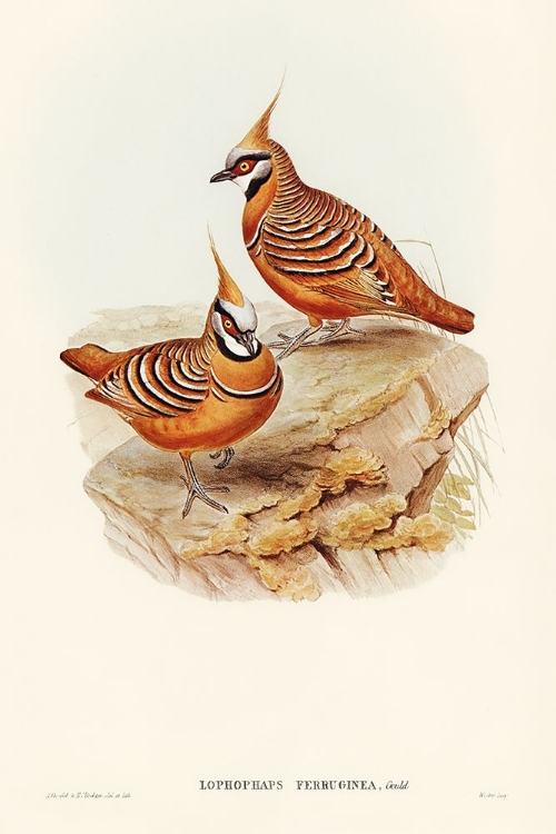 Picture of RUST-COLOURED BRONZEWING-LOPHOPHAPS FERRUGINEA
