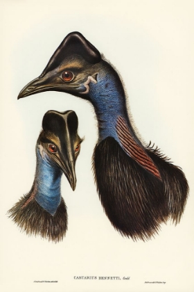Picture of BENNETTS CASSOWARY-CASUARIUS BENNETTI