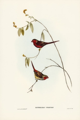 Picture of CRIMSON FINCH-ESTRELDA PHAETON