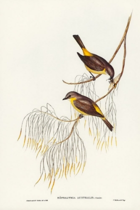 Picture of YELLOW-BREASTED ROBIN-EOPSALTRIA AUSTRALIS