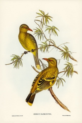 Picture of CRESCENT-MARKED ORIOLE