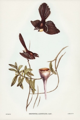 Picture of WHITE-SHAFTED FANTAIL-RHIPIDURA ALBISCAPA