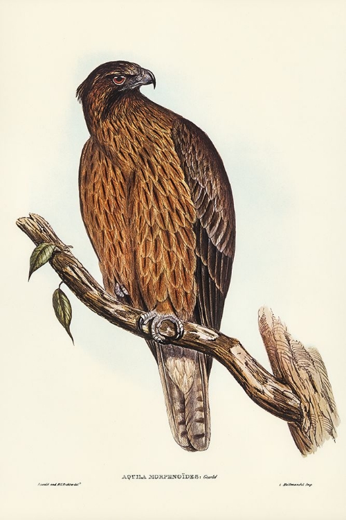 Picture of LITTLE AUSTRALIAN EAGLE-AQUILA MORPHNOIDES