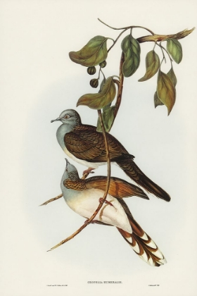 Picture of BARRED-SHOULDERED GROUND DOVE-GEOPELIA HUMERALIS