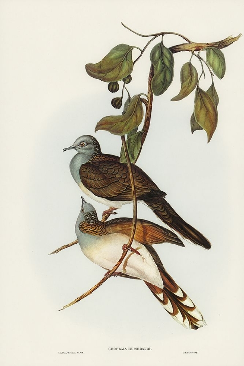 Picture of BARRED-SHOULDERED GROUND DOVE-GEOPELIA HUMERALIS