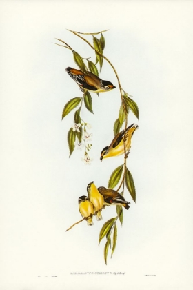 Picture of STRIATED PARDALOTE-PARDALOTUS STRIATUS