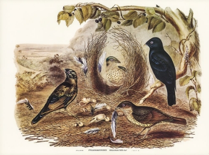 Picture of SATIN BOWER BIRD-PTILONORHYNCHUS HOLOSSERICEUS