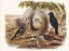 Picture of SATIN BOWER BIRD-PTILONORHYNCHUS HOLOSSERICEUS