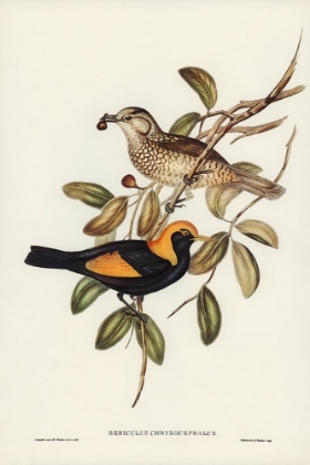 Picture of REGENT BIRD-SERICULUS CHRYSOCEPHALUS
