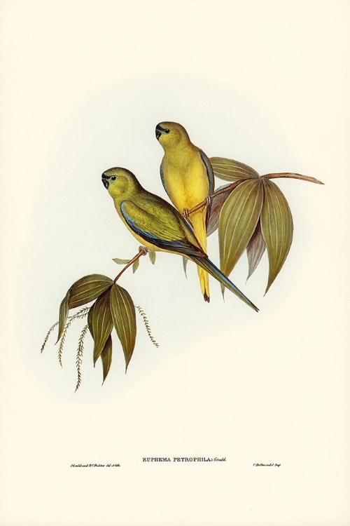 Picture of ROCK GRASS-PARAKEET-EUPHEMA PETROPHILA