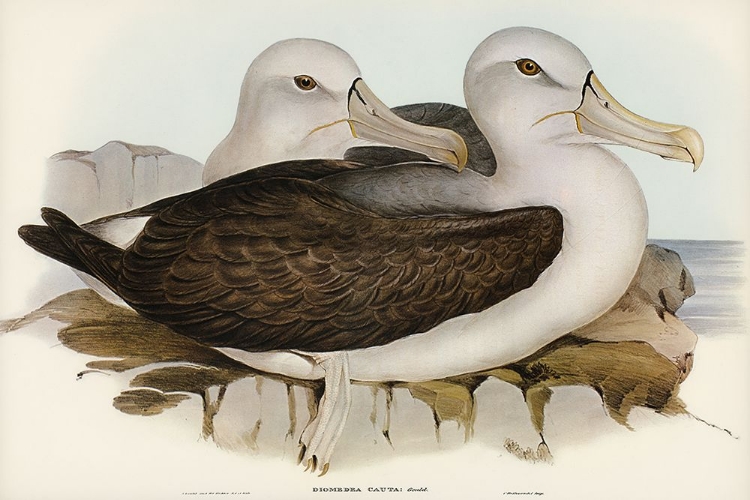 Picture of CAUTIOUS ALBATROS-DIOMEDEA CAUTA