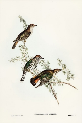Picture of SHINING CUCKOO-CHRYSOCOCCYX LUCIDUS