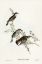 Picture of SHINING CUCKOO-CHRYSOCOCCYX LUCIDUS