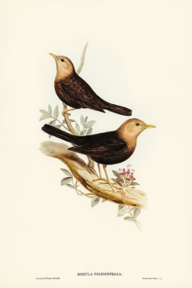 Picture of GREY-HEADED BLACKBIRD-MERULA POLIOCEPHALA