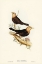 Picture of GREY-HEADED BLACKBIRD-MERULA POLIOCEPHALA