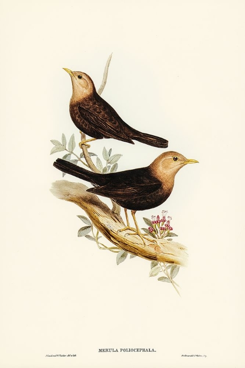 Picture of GREY-HEADED BLACKBIRD-MERULA POLIOCEPHALA