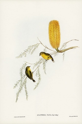 Picture of LITTLE ACANTHIZA-ACANTHIZA NANA